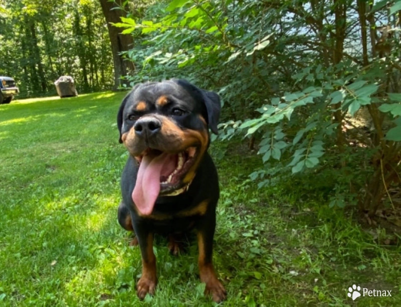 Memphis Von HollowHaus Rottweiler