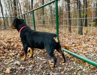 Memphis Von HollowHaus Rottweiler