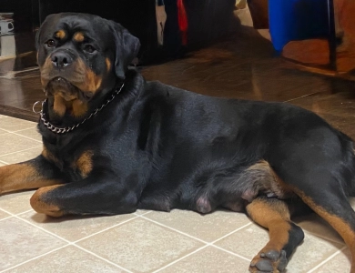 Memphis Von HollowHaus Rottweiler