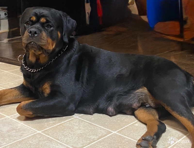 Memphis Von HollowHaus Rottweiler