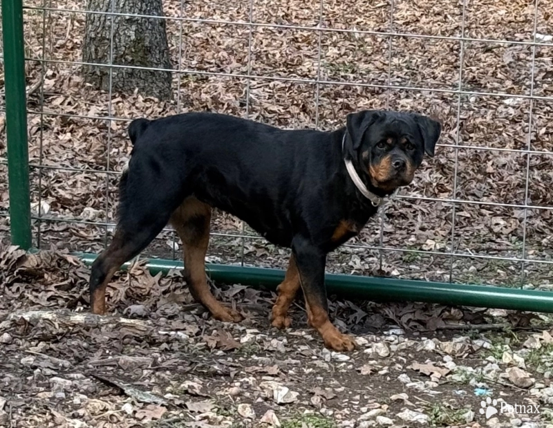 Sedona Von HollowHaus Sedona Von HollowHaus Rottweiler