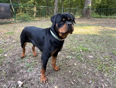Sedona Von HollowHaus Rottweiler