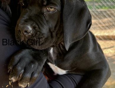 Akc/Iccf Cane Corso Puppies 