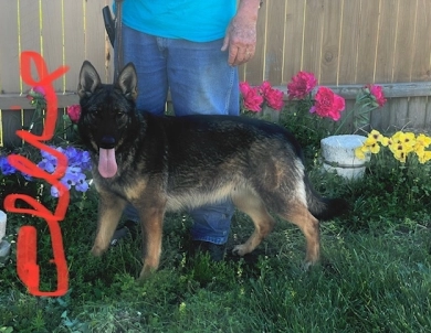 Quarrylane German Shepherds