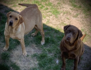 Labrador Retriever Pups