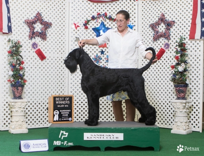 CH TAKTIKA ART FOCUS POINT CH TAKTIKA ART FOCUS POINT Giant Schnauzer