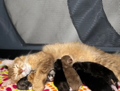 Sugar Land Specialty Ragdolls