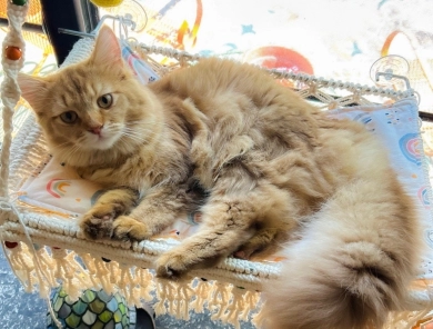 Sugar Land Specialty Ragdolls