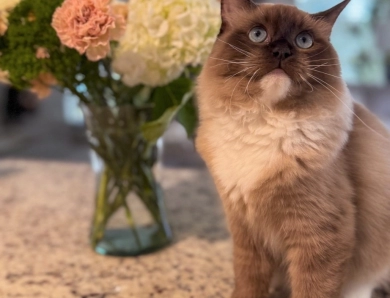 Sugar Land Specialty Ragdolls