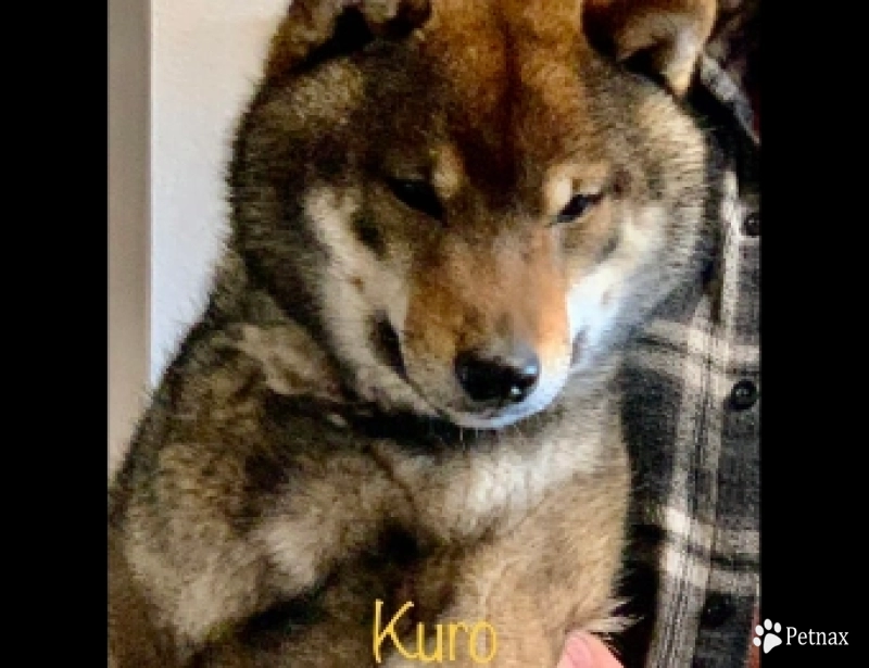Kuro Kuro Shiba Inu