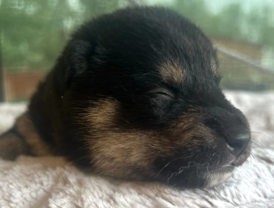 Kitty Bravo Boy 1 Shiba Inu