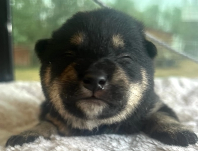 Kitty Bravo Boy 1 Shiba Inu