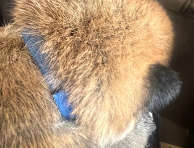 Kitty Bravo Boy 5 Shiba Inu