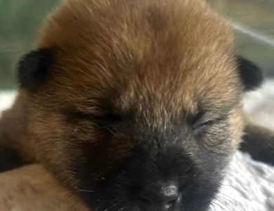 Kitty Bravo Boy 5 Shiba Inu