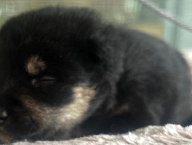 Kitty Bravo Boy 6 Shiba Inu
