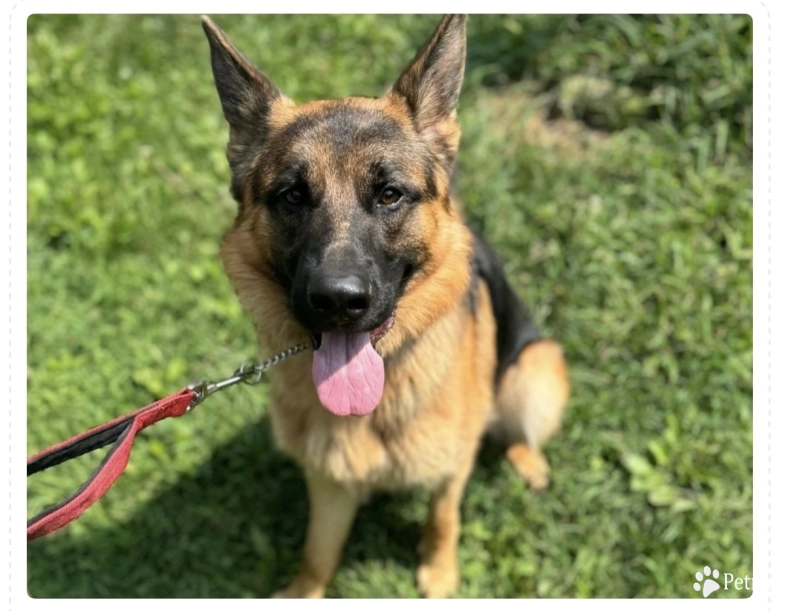 Taurus De La Madonina Taurus De La Madonina German Shepherd