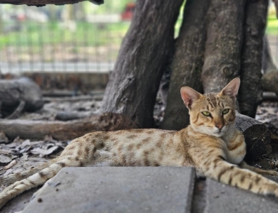 Liquid Gold Savannah