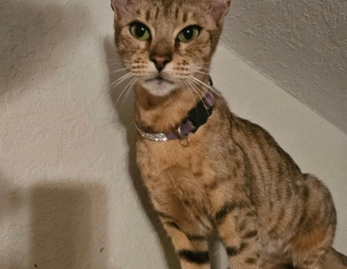 Kaylani