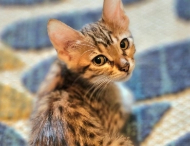 miss gold Savannah