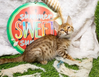 miss gold Savannah
