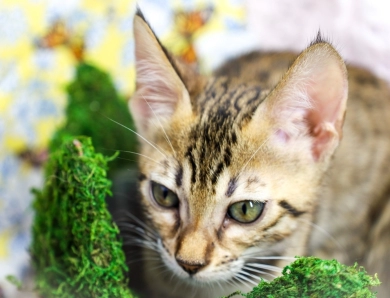 miss pink Savannah