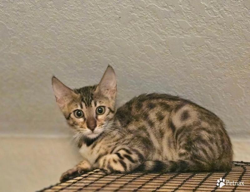 miss pink Savannah