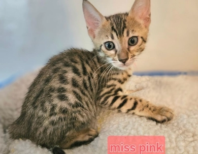 miss pink Savannah