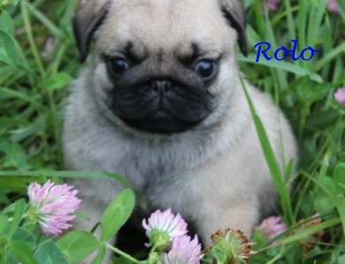 Rolo Pug
