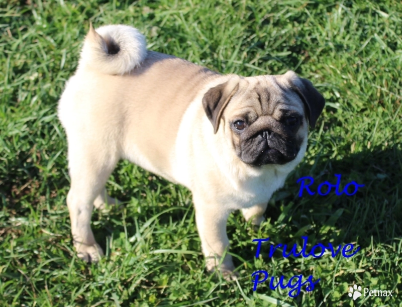 Rolo Pug