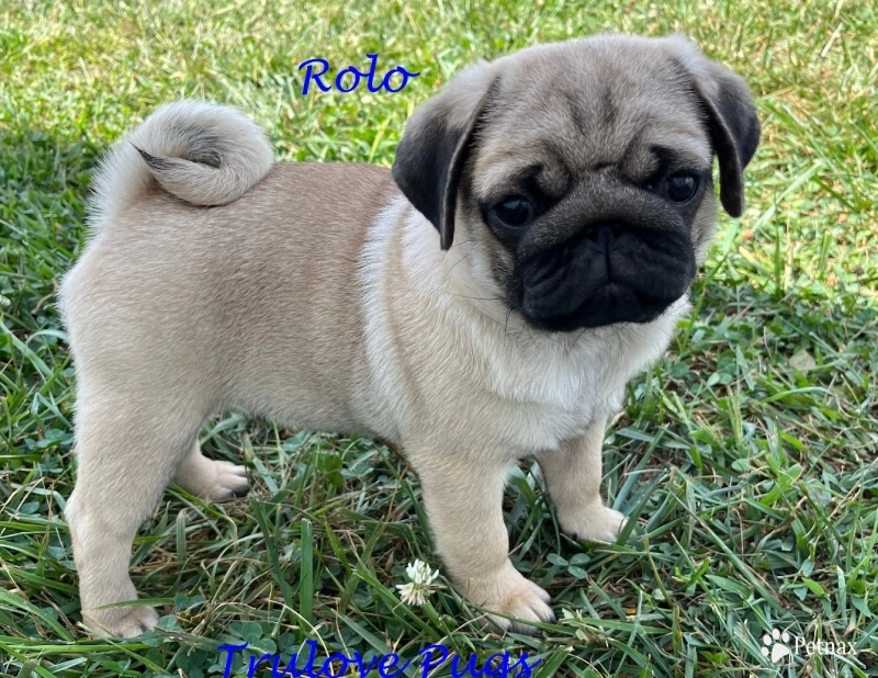 Rolo Rolo Pug