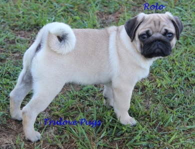 Rolo Pug