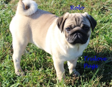 Rolo Pug