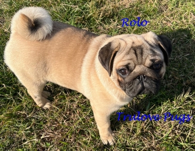 Rolo Rolo Pug