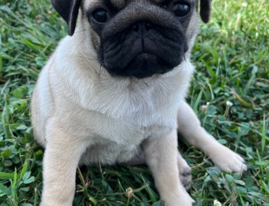Rolo Pug