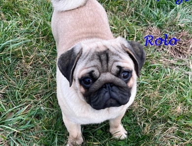 Rolo Rolo Pug