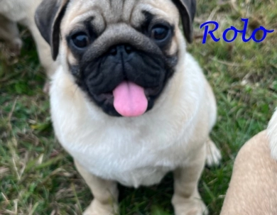 Rolo Pug