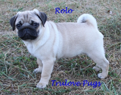 Rolo Pug