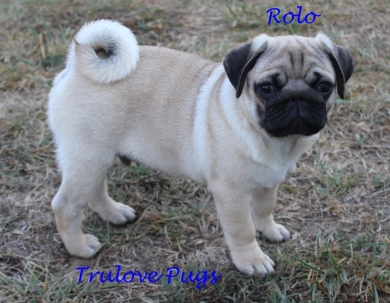 Rolo Pug