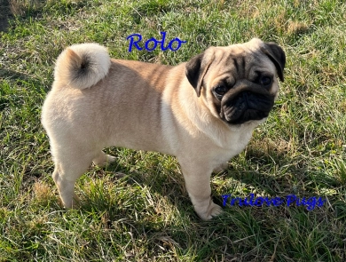 Rolo Rolo Pug