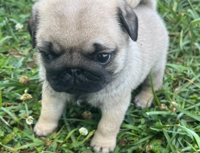 Rolo Pug