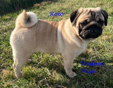 Rolo Rolo Pug
