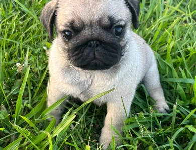 Rolo Pug