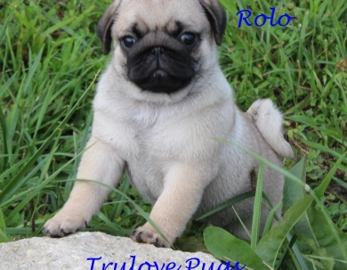 Rolo Pug