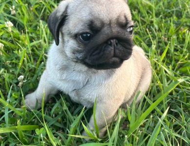 Rolo Pug