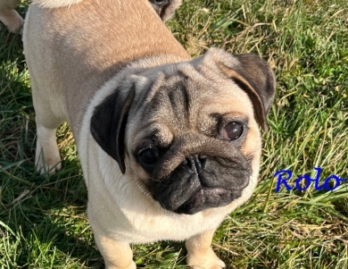 Rolo Rolo Pug