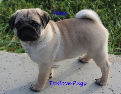 Rolo Pug