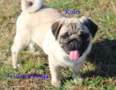 Rolo Pug