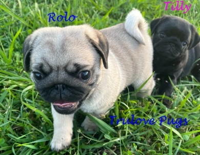 Rolo Pug