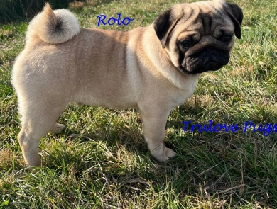 Rolo Rolo Pug
