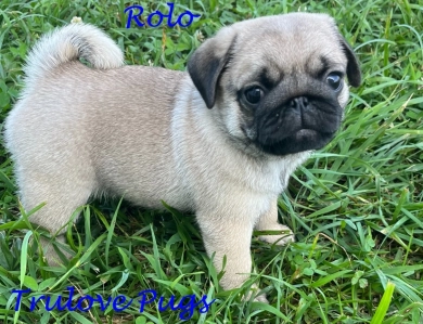 Rolo Pug